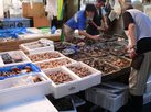 tsukiji06