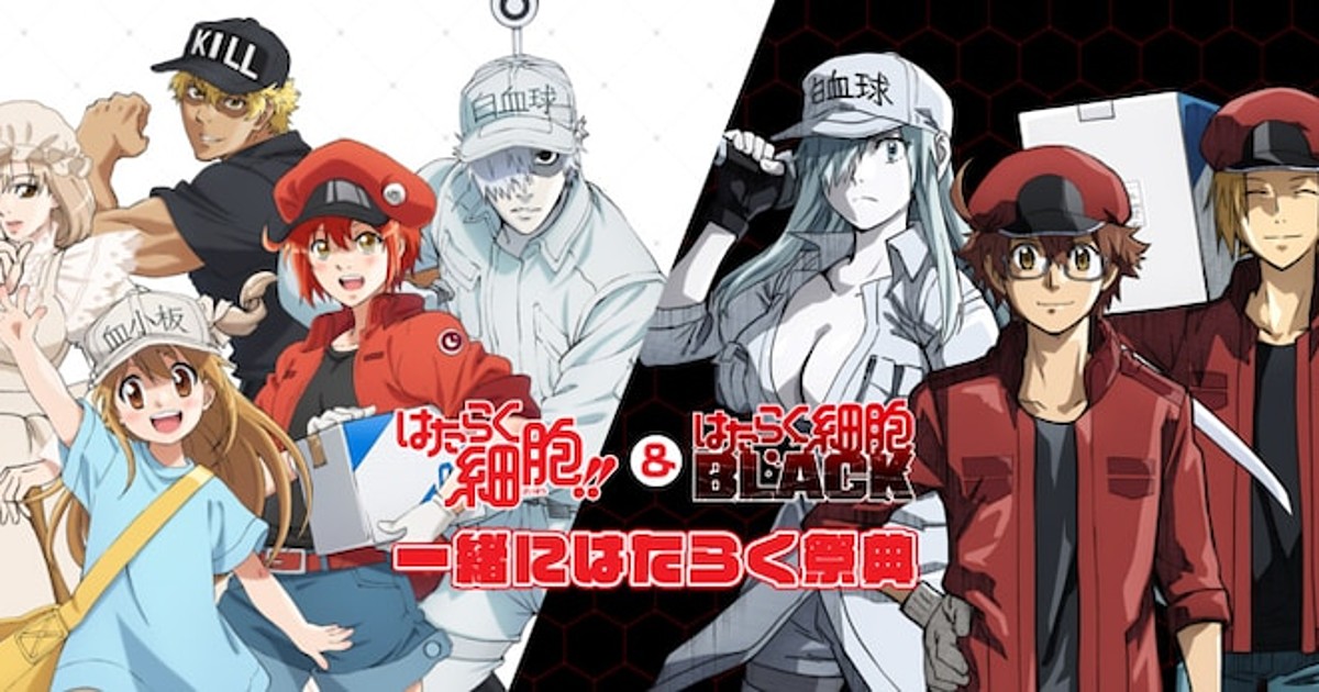 Cells At Work! Code Black' Anime Previews 11th Episode