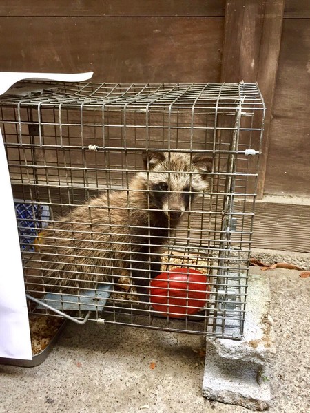 Real-Life Yasaburō Rescued From The Eccentric Family Shrine Well ...