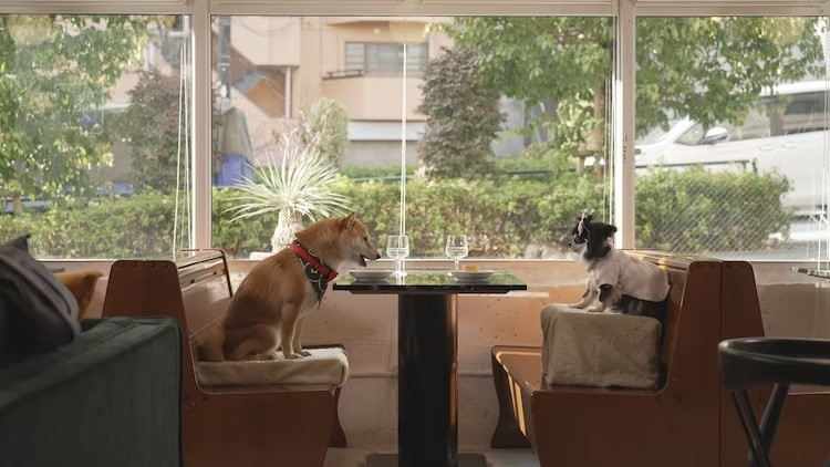 tokyo-dog-love-story