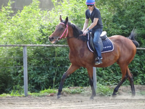 Throroughbred race horse had 113-loss streak before she retired