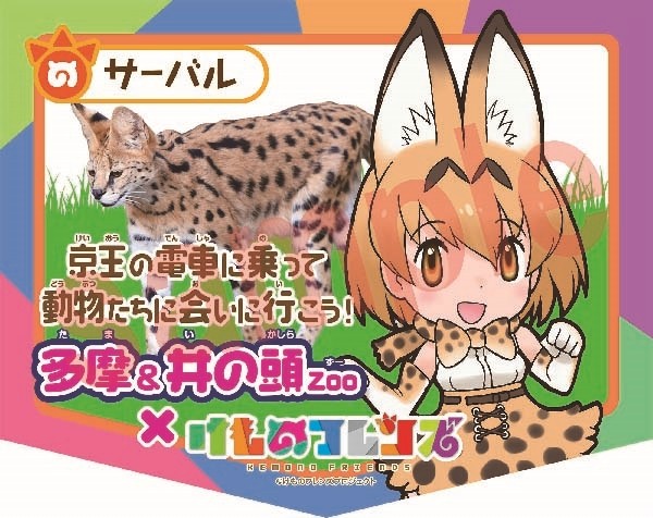 Kemono Friends Collaborates With Zoo That Inspired Franchise - Interest ...